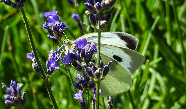 20220704 1337CPw [D~LIP] Lavendel (Lavandula angustifolia), Großer Kohlweißling (Pieris brassicae), UWZ, Bad Salzuflen