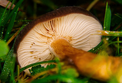 Der gefällte Pilz in der Wiese  :))  The felled mushroom in the meadow :)) Le champignon abattu dans le pré :))