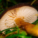 Der gefällte Pilz in der Wiese  :))  The felled mushroom in the meadow :)) Le champignon abattu dans le pré :))