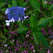 Blue and pink hydrangea