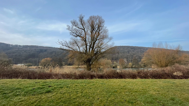 Populus alba