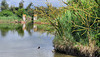 Nutria