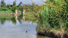 Nutria