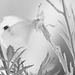 Schmetterling SW