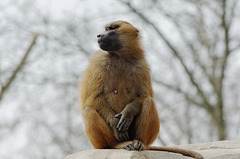 Babouin de Guinée