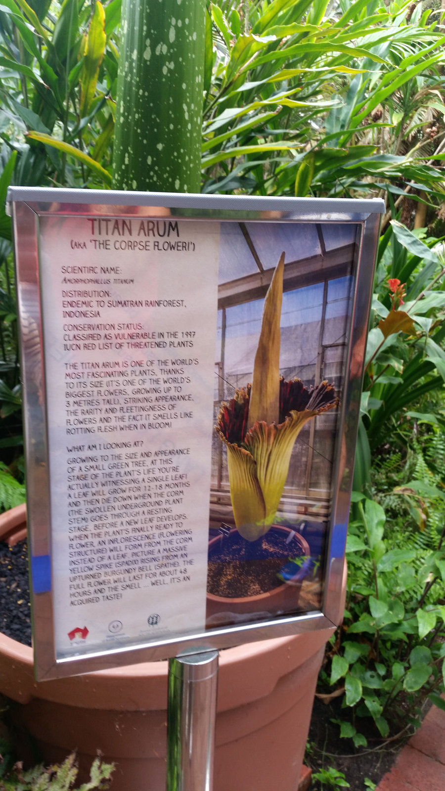 Titan Arum "The corpse flower"