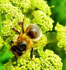 Bee 5