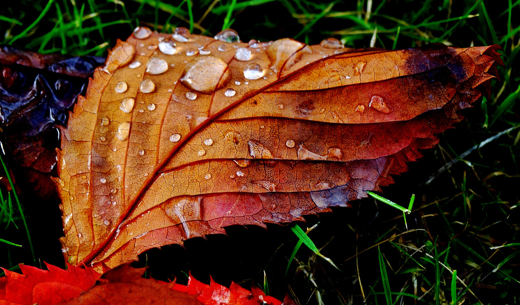 Fallen but shining brightly