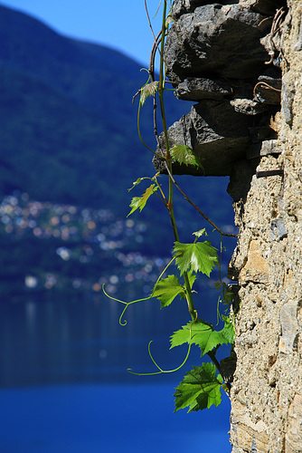 Tessin - Ticino pur!!!! (© Pipo63)