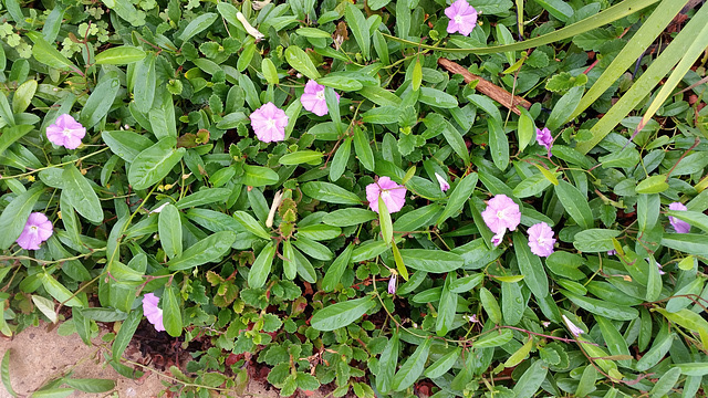 Bindweed australian