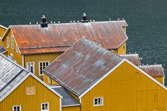 yellow houses in Nusfjord