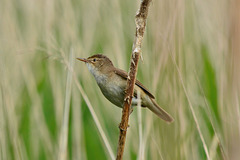 Reed Warbler   /   June 2016