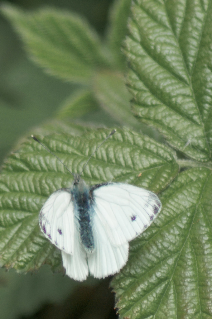 Small White Butterfly