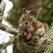 Day 8, Red Squirrel, Tadoussac