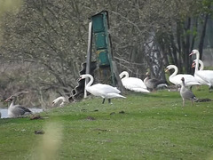 20190410 4748CP~V [D~PM] Graugans, Höckerschwan (Cygnus olar), Reckahner Fischteiche, Reckahn, Kloster Lehnin