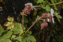 20200517 7486CPw [D~LIP] Balkan Storchschnabel (Geranium macrorrhizum), UWZ, Bad Salzuflen