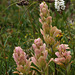 Rose Paintbrush