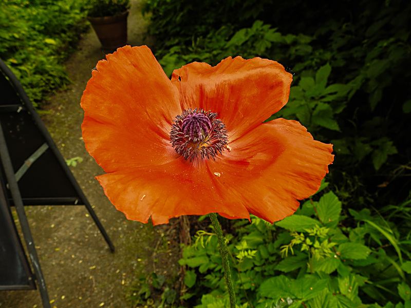 20210609 0612CPw [D~LIP] Mohn, UWZ, Bad Salzuflen