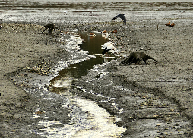 Die Vögel warten offenbar, dass der Weiher sich wieder mit Wasser füllt.  (pips)