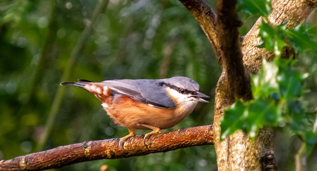 Nuthatch