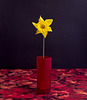 A Single Daffodil