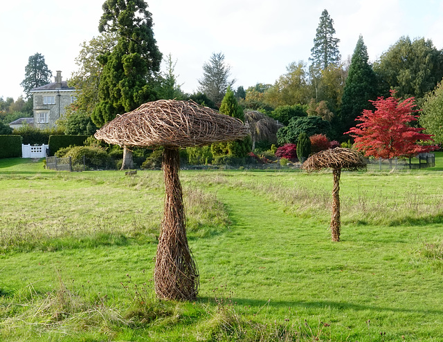 Willow mushrooms