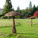 Willow mushrooms