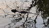 Nutria