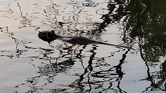 Nutria
