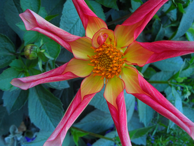 another dahlia