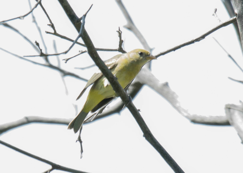 Western Tanager