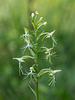 Platanthera lacera (Ragged Fringed orchid)