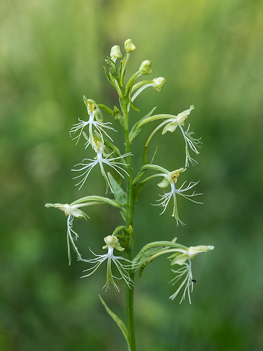 Platanthera lacera (Ragged Fringed orchid)