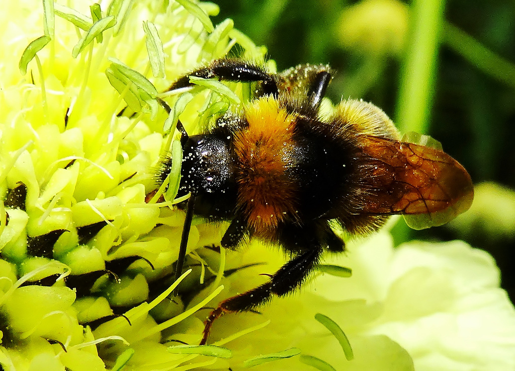 Bee 4