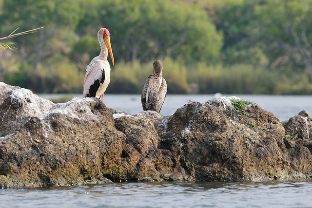 Tantale ibis