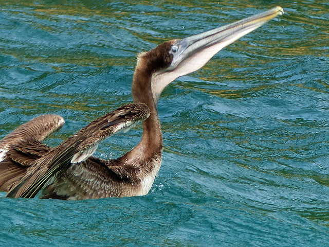 Brown Pelican, Tobago