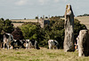 Cattle Grazing in The Avenue Crop Edit