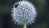 20180706 4175CPw [D~LIP] Hummel, Kugeldistel, Bad Salzuflen