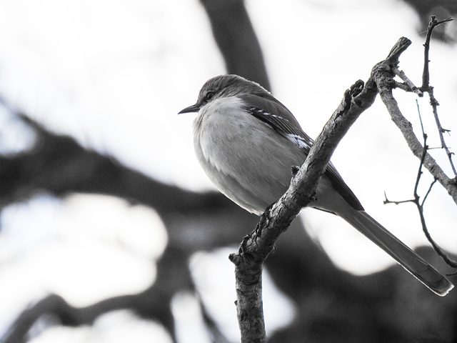 Day 2, Northern Mockingbird, South Texas