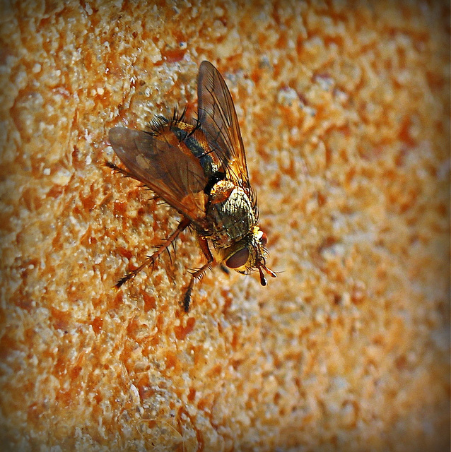 Tachina fera -mouche des chenilles