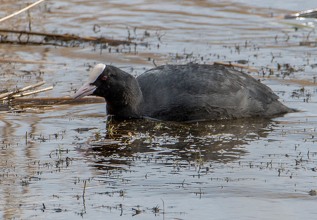 Coot2