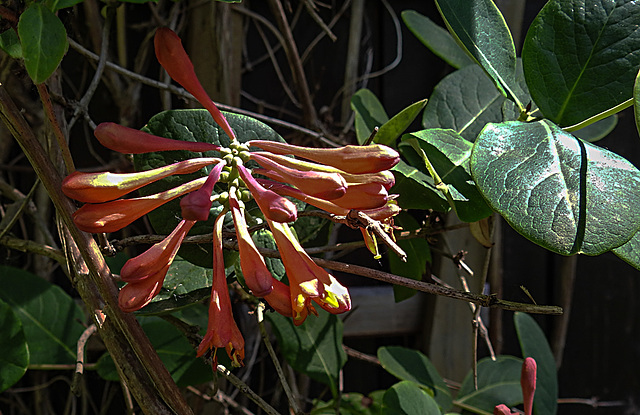 20200517 7488CPw [D~LIP] Trompeten-Geisblatt (Lonicera sempervirens), UWZ, Bad Salzuflen