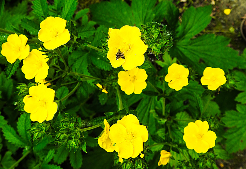 20210609 0613CPw [D~LIP]  Blume, Brennnessel-Spreizflügelfalter (Anthophila fabriciana), UWZ, Bad Salzuflen