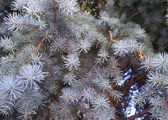 Blue Atlas  cedar