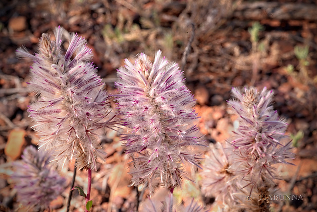 Mulla Mulla flowers