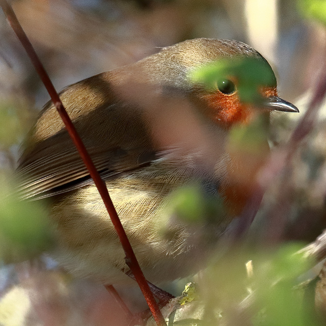 EOS 90D Peter Harriman 12 36 01 02152 robin dpp