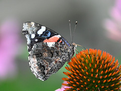 Red Admiral DSC 7491