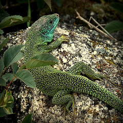 Lacerta bilineata ,Lézard vert occidental,  ou Lézard à deux raies