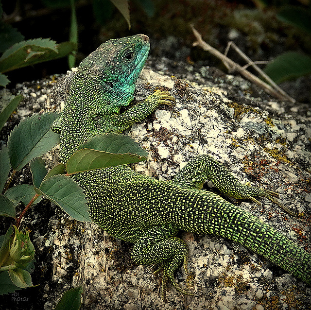 Lacerta bilineata ,Lézard vert occidental,  ou Lézard à deux raies