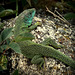 Lacerta bilineata ,Lézard vert occidental,  ou Lézard à deux raies